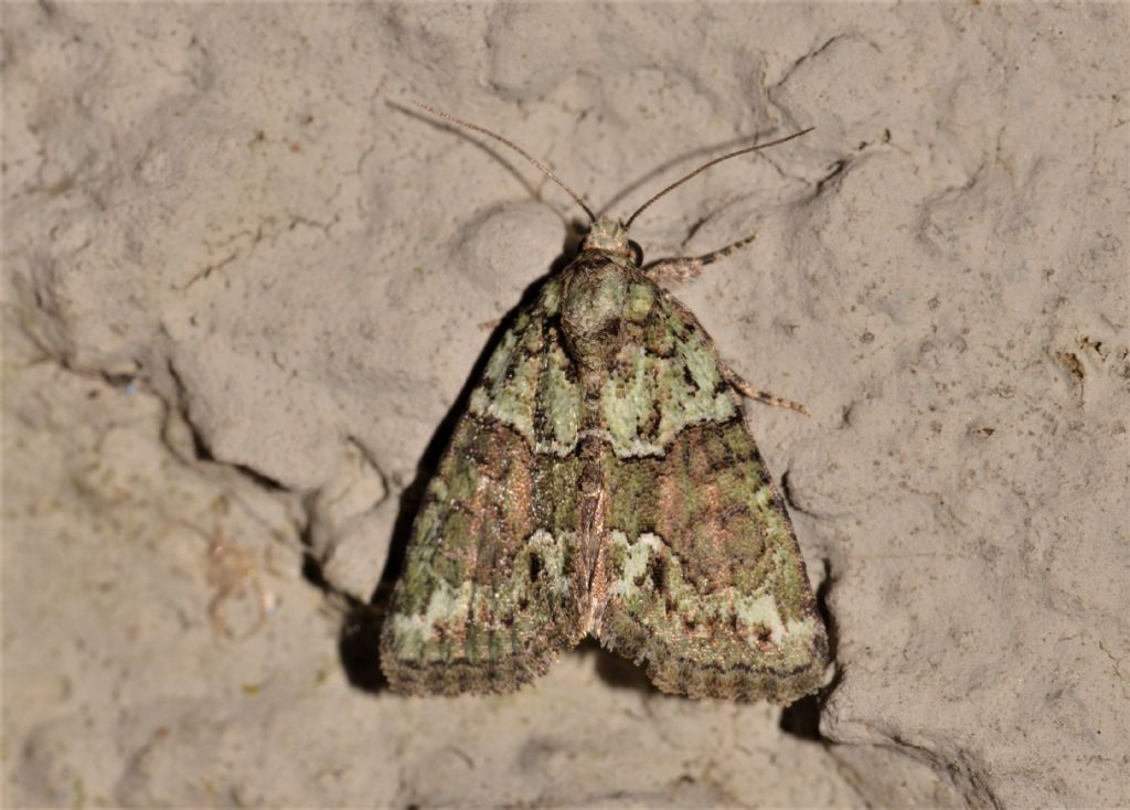 Chloroclysta siterata ?  No, Cryphia cfr. algae